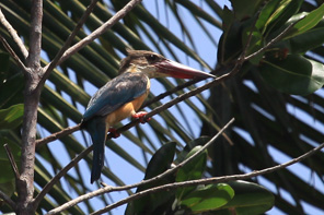 Stork-billed Kingfisher